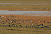 Barnacle Geese gathered at the Wadden Sea