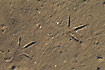 Bird tracks on the beach at Rm
