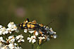Photo ofLonghorn beetle (Leptura maculata). Photographer: 