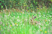 Photo ofEuropean Hare (Lepus europaeus). Photographer: 