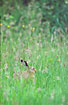 European Hare in tall grass