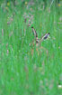 European Hare in tall grass