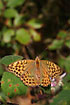 Silver-washed Fritillary in brambles