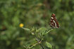 Foto af Nldesommerfugl (Araschnia levana). Fotograf: 