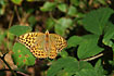 Silver-washed Fritillary resting