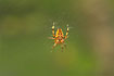 Common garden spider in it`s web