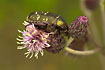 Rose Chafer on thistle flower