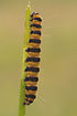 Cinnabar moth caterpillar on Groundsel