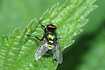 Photo ofGreen blowfly (Lucilia sp.). Photographer: 