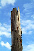 Tree trunk with holes made by great spotted woodpecker
