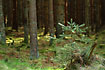 Photo ofNorway Spruce  (Picea abies). Photographer: 