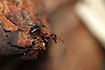 Photo ofSouthern Wood Ant  (Formica rufa). Photographer: 