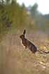 Backlit European hare