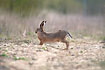 European hare stretching