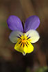 Foto af Almindelig Stedmoderblomst (Viola tricolor ssp. tricolor). Fotograf: 