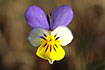 Photo ofWild Pansy (Viola tricolor ssp. tricolor). Photographer: 