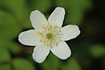 Wood Anemone in the forest