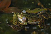 Photo ofEdible Frog (Rana esculenta). Photographer: 