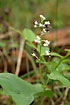 Photo ofMay Lily (Maianthemum bifolium). Photographer: 