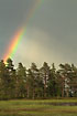 Rainbow over swedish raised bog