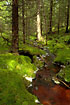 Stream through old forest (Finnskogen)