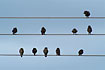 Starlings on electric cables