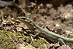 Photo ofDanfords Lizard (Lacerta danfordi). Photographer: 