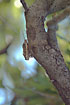 Photo of (Cicada orni). Photographer: 