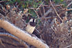 Photo ofSpanish Sparrow (Passer hispaniolensis). Photographer: 