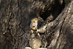 Sling-tailed agama (Hardun) on olive tree
