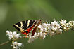 Jersey Tiger Moth feeding during the day