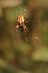Common Garden Spider in it`s web