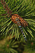 Migrant Hawker on pine branch