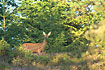 Red Deer in the evening sun