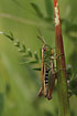 Photo of (Acrididae indet.). Photographer: 