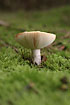 "Brittle hat" mushroom with clearly visible gills