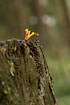 Photo ofYellow Stagshorn Fungus (Calocera viscosa). Photographer: 