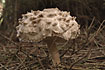 Shaggy Parasol with the distinct surface