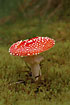 A fine example of a Fly Agaric