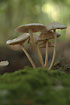 The fungi Mycena galericulata