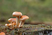 The fungi Rhodocollybia maculata