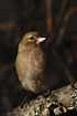 Chaffinch (female) in the low winter sun