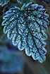 Leaf of Stinging Nettle covered in hoar frost