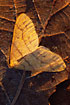 Scarce Umber on frozen leaf