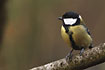 Great tit seen from the front
