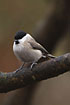 March Tit on a branch