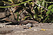 Photo ofBoettgers Lizard (Gallotia caesaris). Photographer: 