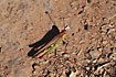 Unidentified grasshopper on La Gomera