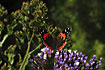 Canary Red Admiral - an endemic species