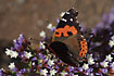The endemic Canary Red Admiral